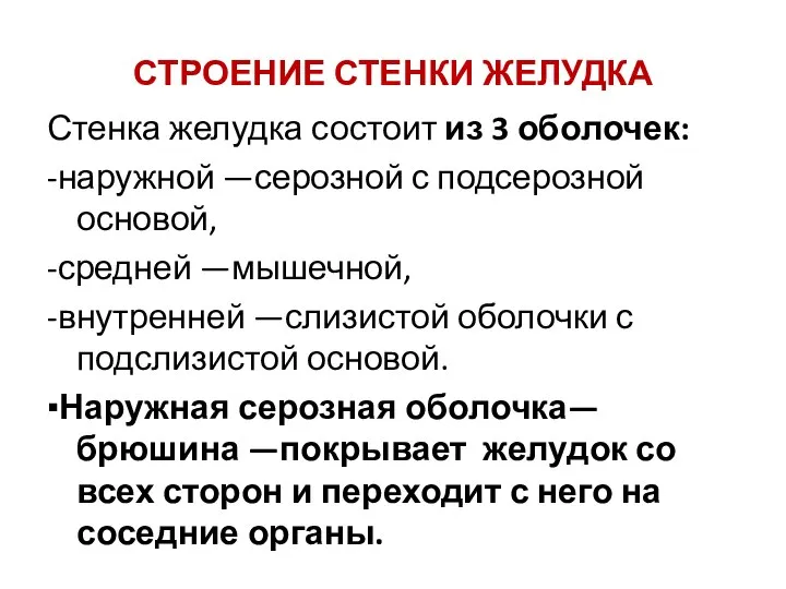 СТРОЕНИЕ СТЕНКИ ЖЕЛУДКА Стенка желудка состоит из 3 оболочек: -наружной —серозной с