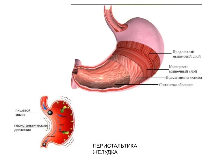 ПЕРИСТАЛЬТИКА ЖЕЛУДКА