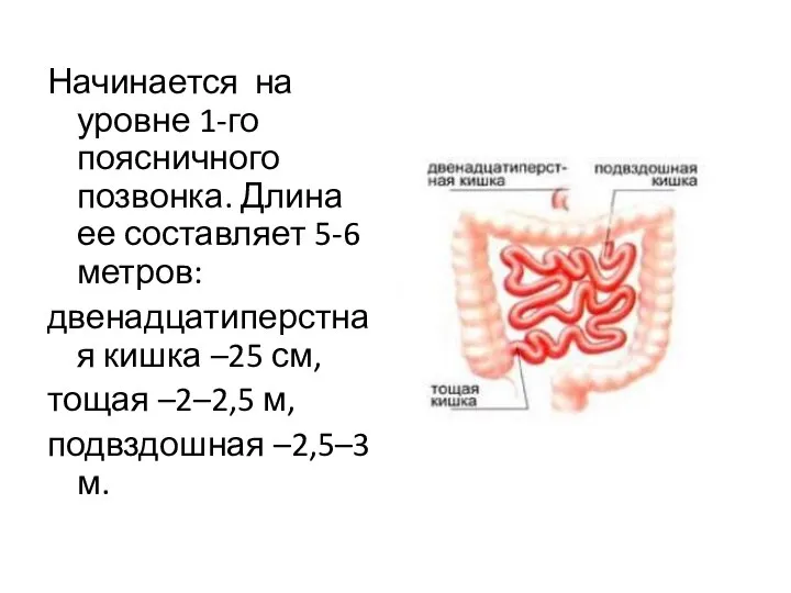 Начинается на уровне 1-го поясничного позвонка. Длина ее составляет 5-6 метров: двенадцатиперстная