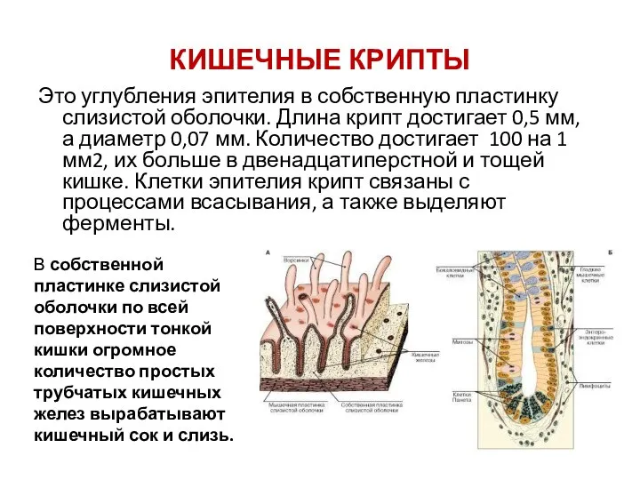 КИШЕЧНЫЕ КРИПТЫ Это углубления эпителия в собственную пластинку слизистой оболочки. Длина крипт