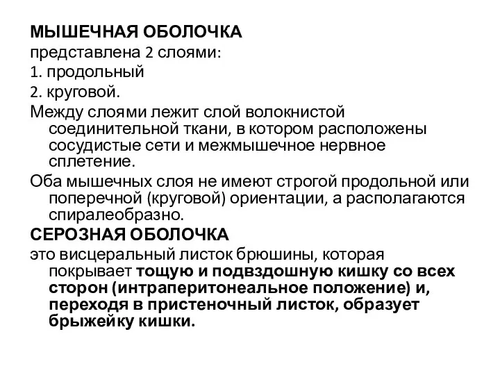 МЫШЕЧНАЯ ОБОЛОЧКА представлена 2 слоями: 1. продольный 2. круговой. Между слоями лежит