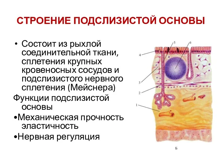 СТРОЕНИЕ ПОДСЛИЗИСТОЙ ОСНОВЫ Состоит из рыхлой соединительной ткани, сплетения крупных кровеносных сосудов