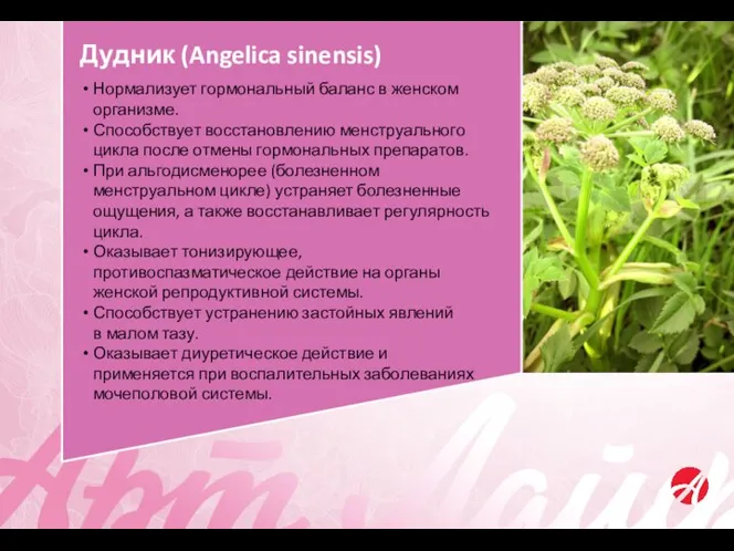 Дудник (Angelica sinensis) Нормализует гормональный баланс в женском организме. Способствует восстановлению менструального