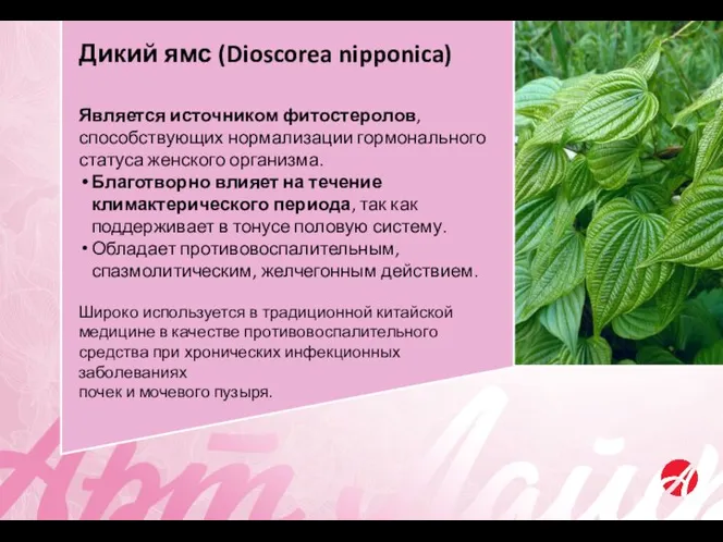 Дикий ямс (Dioscorea nipponica) Является источником фитостеролов, способствующих нормализации гормонального статуса женского