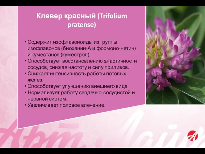Клевер красный (Trifolium pratense) Содержит изофлавоноиды из группы изофлавонов (биоханин-А и формоно-нетин)