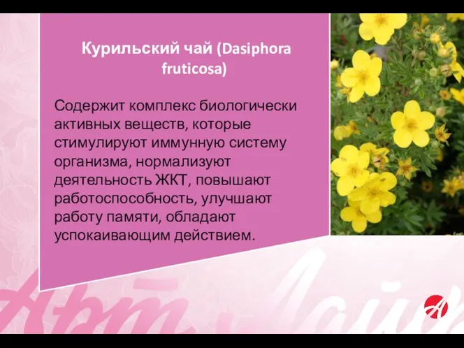 Курильский чай (Dasiphora fruticosa) Содержит комплекс биологически активных веществ, которые стимулируют иммунную