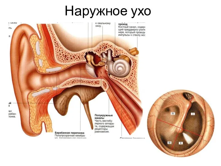 Наружное ухо