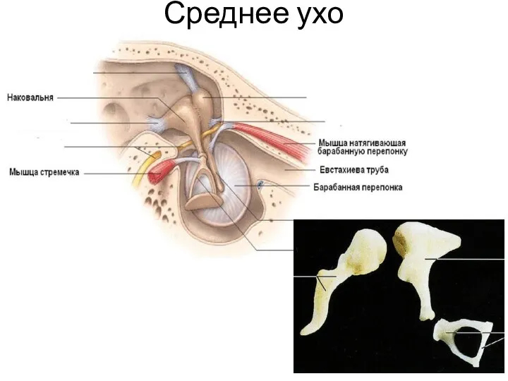 Среднее ухо