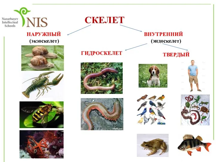 СКЕЛЕТ НАРУЖНЫЙ (экзоскелет) ВНУТРЕННИЙ (эндоскелет) ГИДРОСКЕЛЕТ ТВЕРДЫЙ