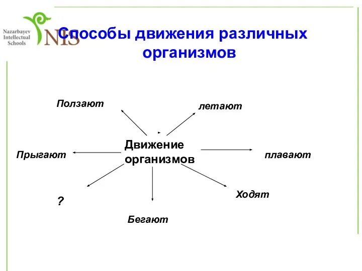 Способы движения различных организмов Движение организмов летают плавают Ходят Бегают Прыгают Ползают ?