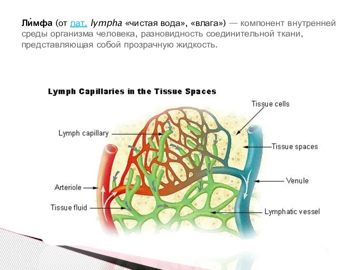 Ли́мфа (от лат. lympha «чистая вода», «влага») — компонент внутренней среды организма