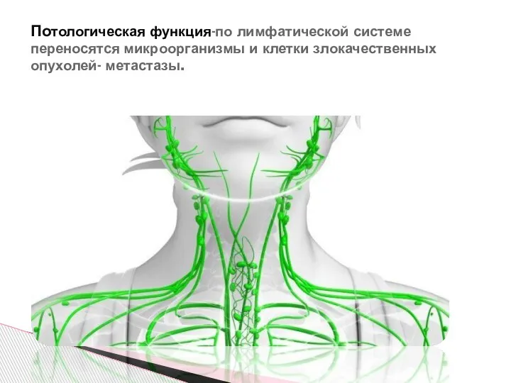 Потологическая функция-по лимфатической системе переносятся микроорганизмы и клетки злокачественных опухолей- метастазы.