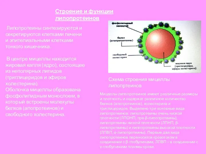 Строение и функции липопротеинов Липопротеины синтезируются и секретируются клетками печени и эпителиальными
