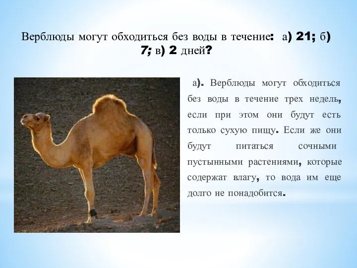 Верблюды могут обходиться без воды в течение: а) 21; б) 7; в)