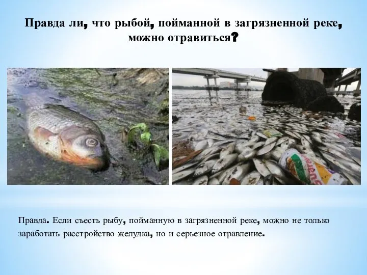 Правда ли, что рыбой, пойманной в загрязненной реке, можно отравиться? Правда. Если