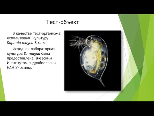 Тест-объект В качестве тест-организма использовали культуру Daphnia magna Straus. Исходная лабораторная культура