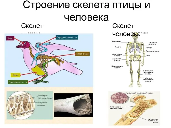 Строение скелета птицы и человека Скелет человека Скелет птицы