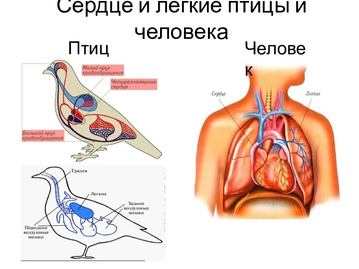 Птица Человек Сердце и легкие птицы и человека