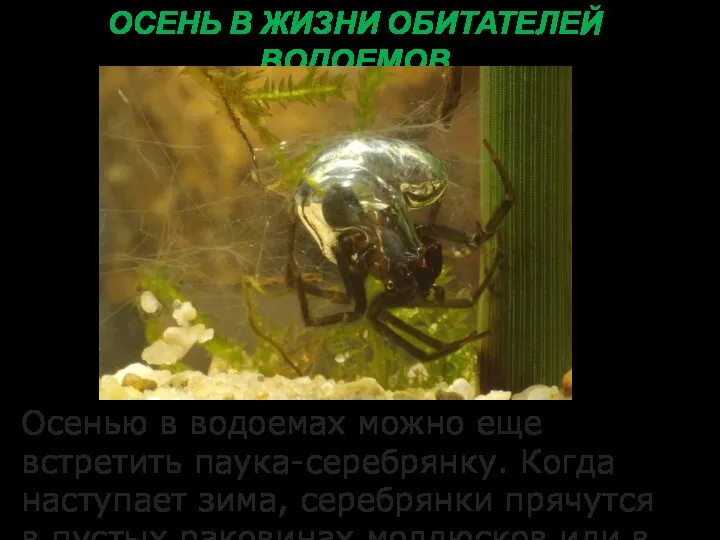 ОСЕНЬ В ЖИЗНИ ОБИТАТЕЛЕЙ ВОДОЕМОВ Осенью в водоемах можно еще встретить паука-серебрянку.