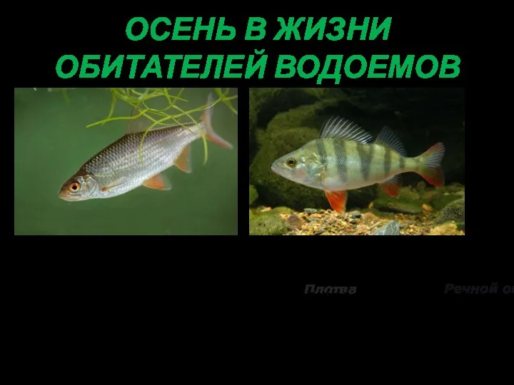 ОСЕНЬ В ЖИЗНИ ОБИТАТЕЛЕЙ ВОДОЕМОВ Плотва Речной окунь Многие рыбы осенью перемещаются