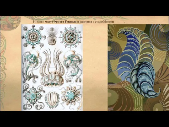 Рисунки медуз Эрнста Геккеля и раковина в стиле Модерн
