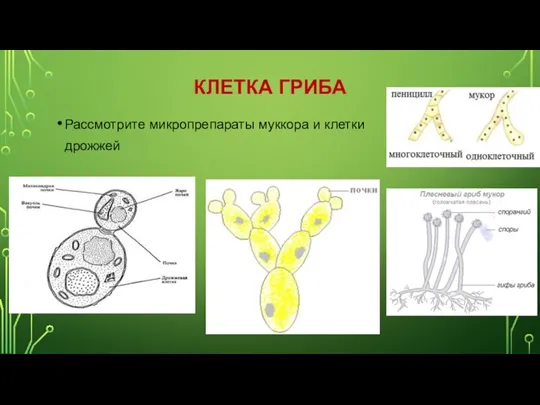 КЛЕТКА ГРИБА Рассмотрите микропрепараты муккора и клетки дрожжей