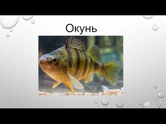 Окунь