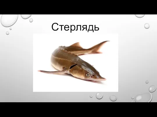 Стерлядь