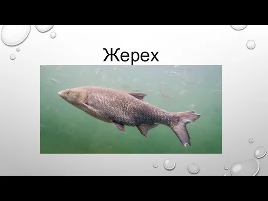 Жерех