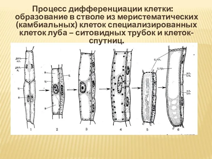 Процесс дифференциации клетки: образование в стволе из меристематических (камбиальных) клеток специализированных клеток