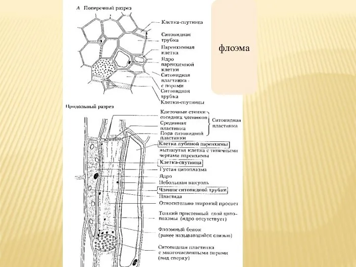 флоэма