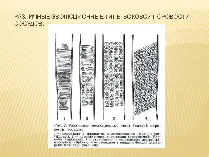 РАЗЛИЧНЫЕ ЭВОЛЮЦИОННЫЕ ТИПЫ БОКОВОЙ ПОРОВОСТИ СОСУДОВ.