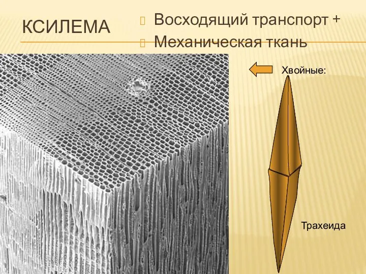 КСИЛЕМА Восходящий транспорт + Механическая ткань Хвойные: Трахеида