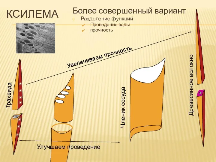 КСИЛЕМА Более совершенный вариант Разделение функций Проведение воды прочность Трахеида Увеличиваем прочность