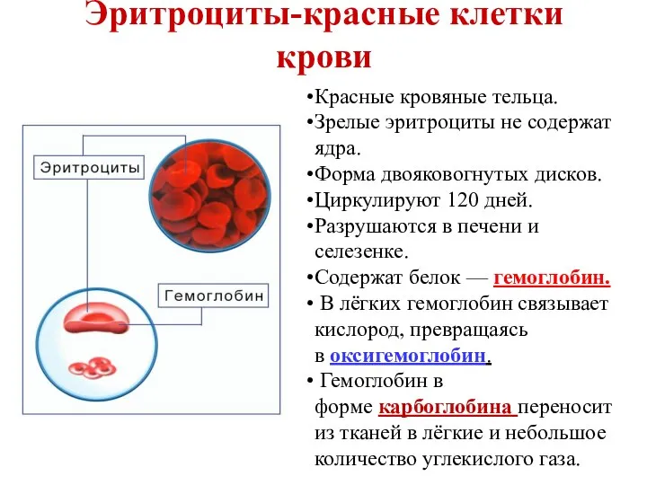 Эритроциты-красные клетки крови Красные кровяные тельца. Зрелые эритроциты не содержат ядра. Форма