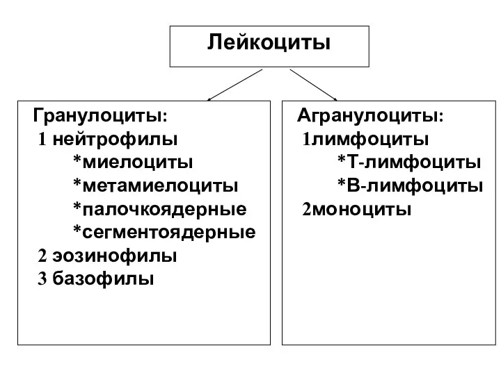 Лейкоциты Гранулоциты: нейтрофилы *миелоциты *метамиелоциты *палочкоядерные *сегментоядерные эозинофилы базофилы Агранулоциты: лимфоциты *Т-лимфоциты *В-лимфоциты моноциты