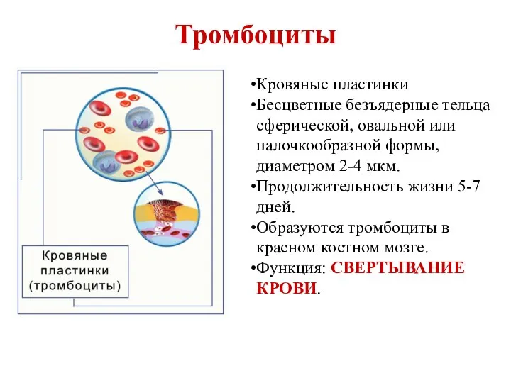 Тромбоциты Кровяные пластинки Бесцветные безъядерные тельца сферической, овальной или палочкообразной формы, диаметром