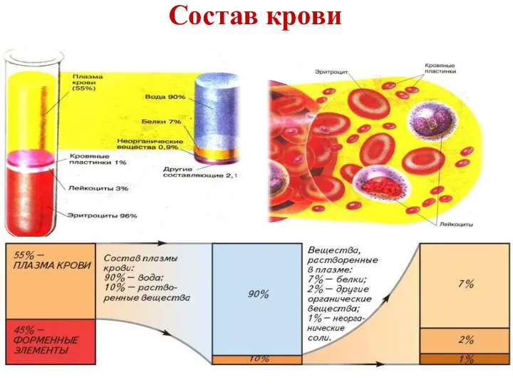 Состав крови