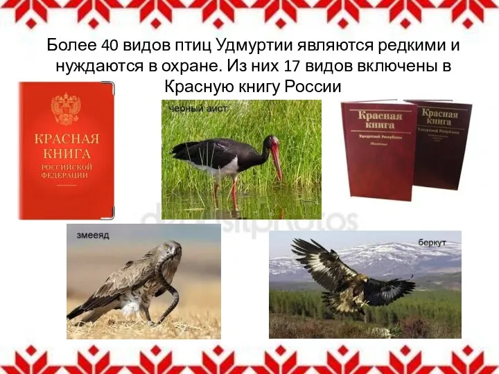 Более 40 видов птиц Удмуртии являются редкими и нуждаются в охране. Из