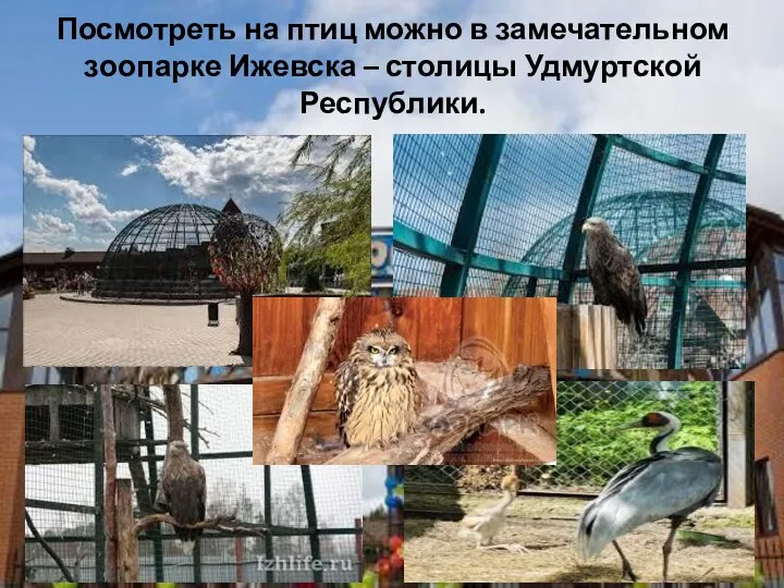 Посмотреть на птиц можно в замечательном зоопарке Ижевска – столицы Удмуртской Республики.