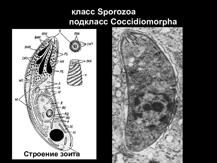 класс Sporozoa подкласс Coccidiomorpha Строение зоита