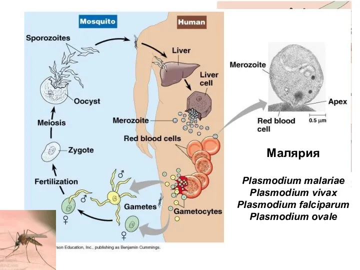 Малярия Plasmodium malariae Plasmodium vivax Plasmodium falciparum Plasmodium ovale