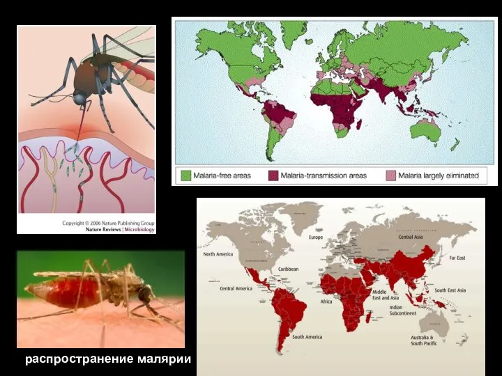 распространение малярии