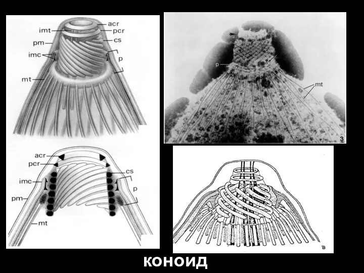 коноид