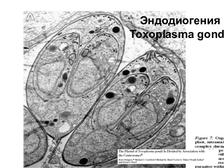 Эндодиогения Toxoplasma gondii