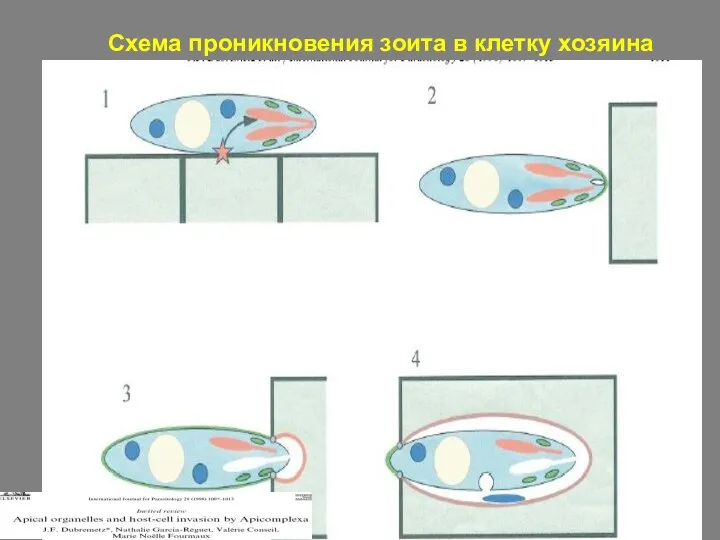 Схема проникновения зоита в клетку хозяина