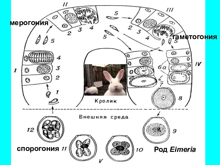 Род Eimeria мерогония спорогония гаметогония