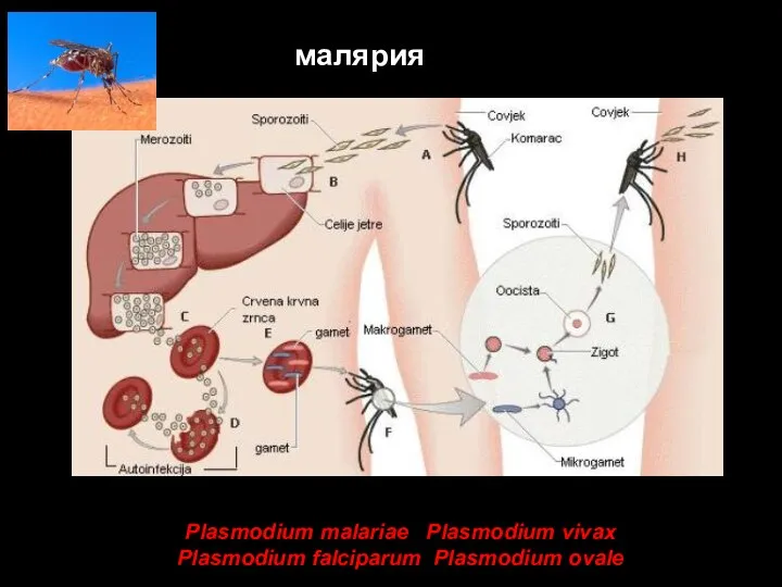 Plasmodium malariae Plasmodium vivax Plasmodium falciparum Plasmodium ovale малярия