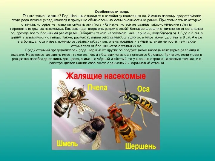 Особенности рода. Так кто такие шершни? Род Шершни относится к семейству настоящих