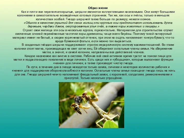 Образ жизни Как и почти все перепончатокрылые, шершни являются коллективными насекомыми. Они